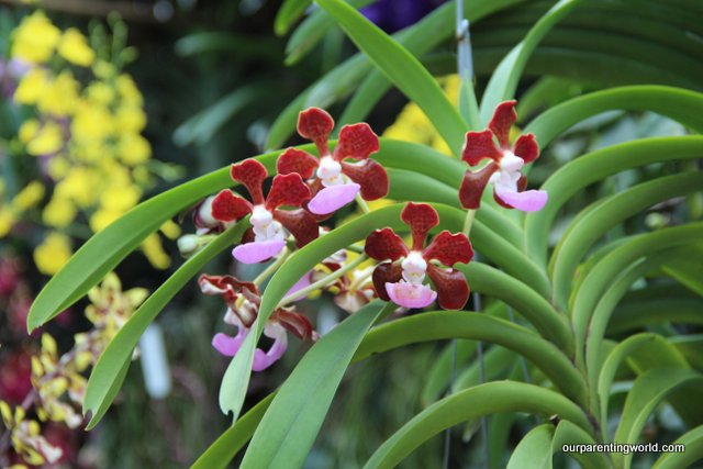 Orchids 16