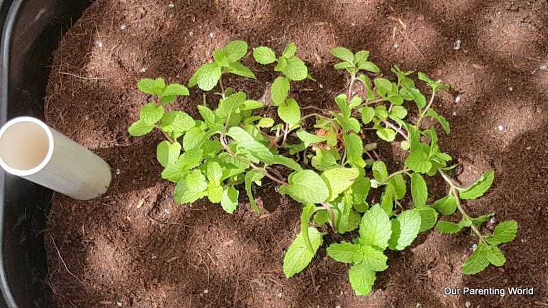 Wicking Planter Workshop at Playeum 9