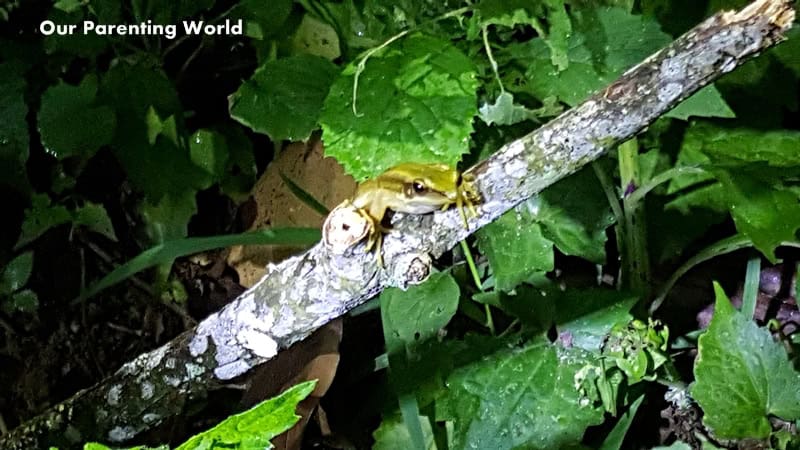 night-herping-at-genting-highlands-2