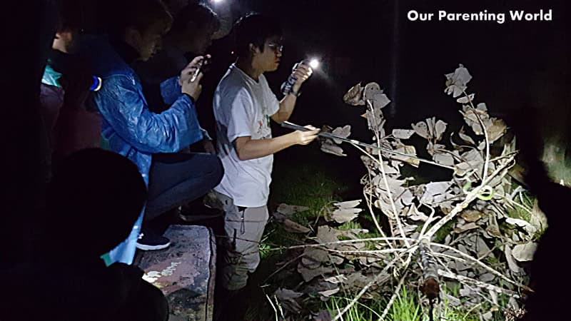 night-herping-at-genting-highlands-5