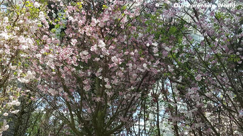 Blossom Bliss at Gardens by the bay 1