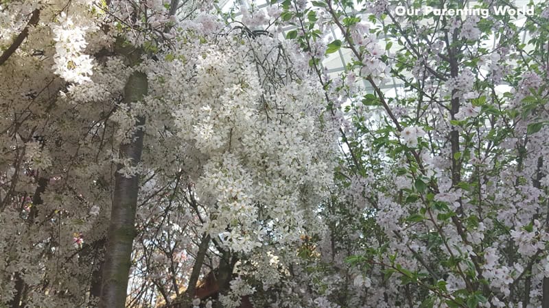 Blossom Bliss at Gardens by the bay 2