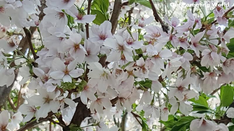 Blossom Bliss at Gardens by the bay 3