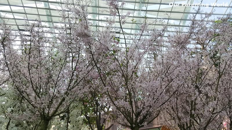 Blossom Bliss at Gardens by the bay 5