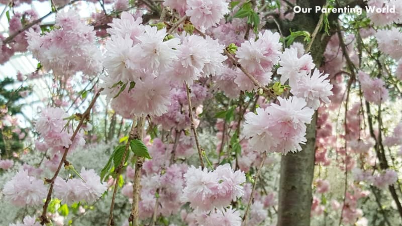 Blossom Bliss at Gardens by the bay 7