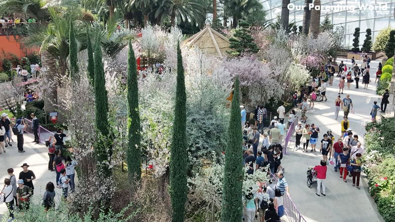 Blossom Bliss at Gardens by the bay