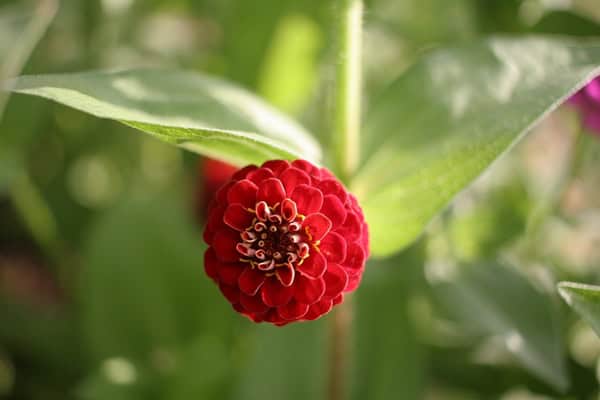 Zinnia