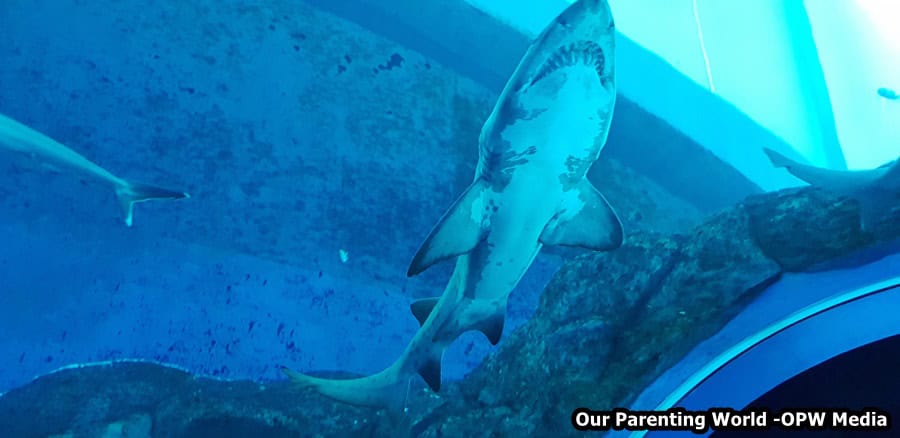 National Geographic Ocean Wonders at S.E.A. Aquarium 2