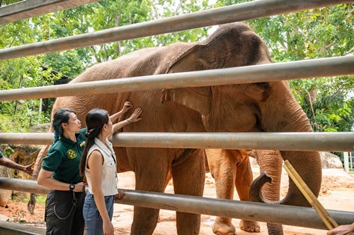Exciting New Experiences Await at Singapore Zoo: Elephant Encounters and Breakfast in the Wild